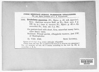 Image Associated With the Occurence